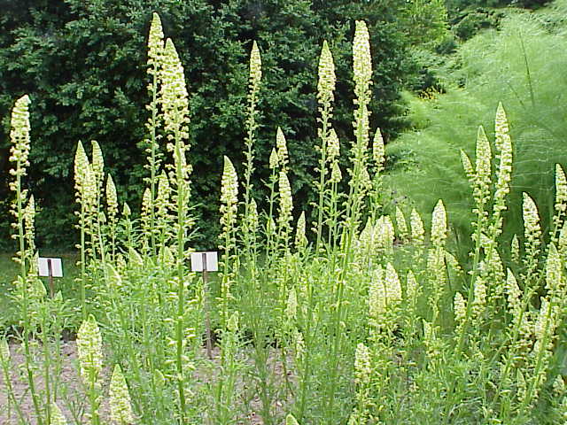 Reseda_lutea1.jpg
