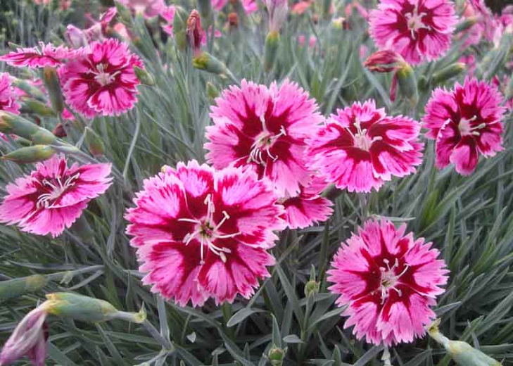 Dianthus-SS-Superstar-002Optimized