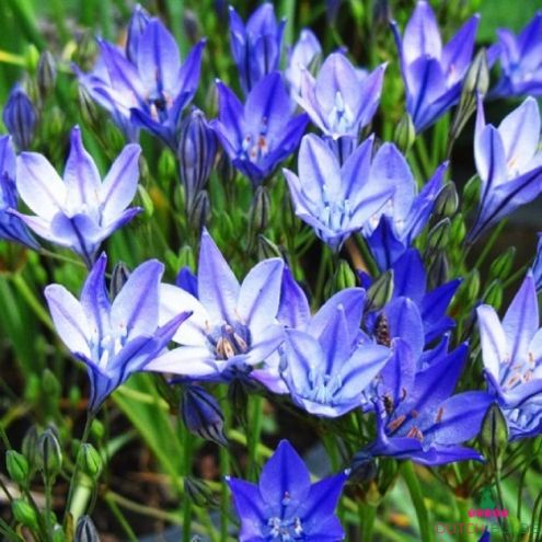 triteleia-koningin-fabiola
